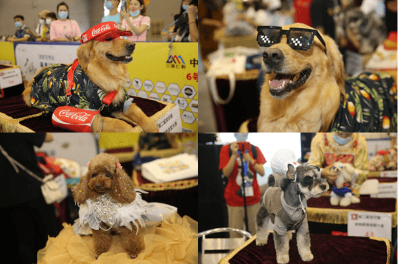 Chengdu Pet Expo - Image 4